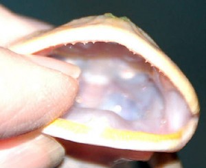 Как выглядят зубы у лягушки
