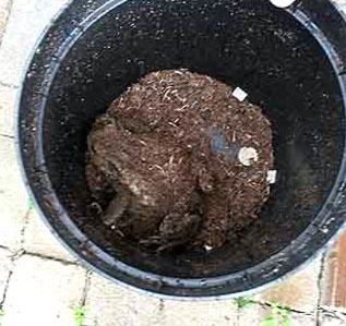 Жаба, найденная в мешке с компостом