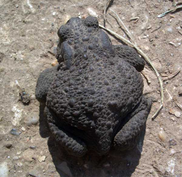 Серая жаба » Жаба Кваба
